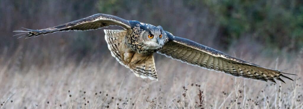 Fliegender Uhu mit weit ausgebreiteten Flügeln über einer Wiese