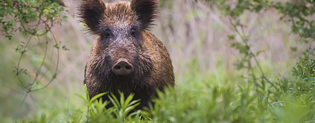 Wildschwein steht in dichtem Grün und äugt in die Kamera