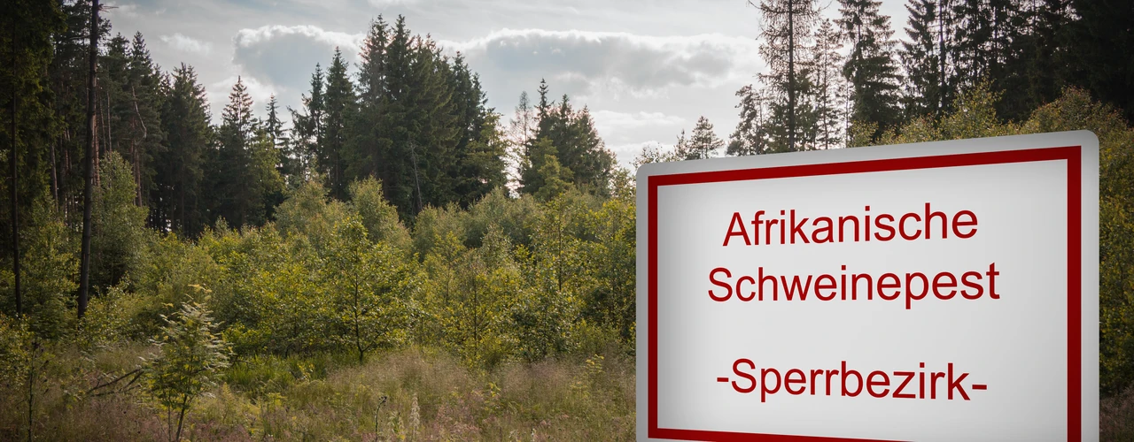 Weißes Schild mit rotem Rand am Waldrand mit der Aufschrift „Afrikanische Schweinepest – Sperrbezirk“