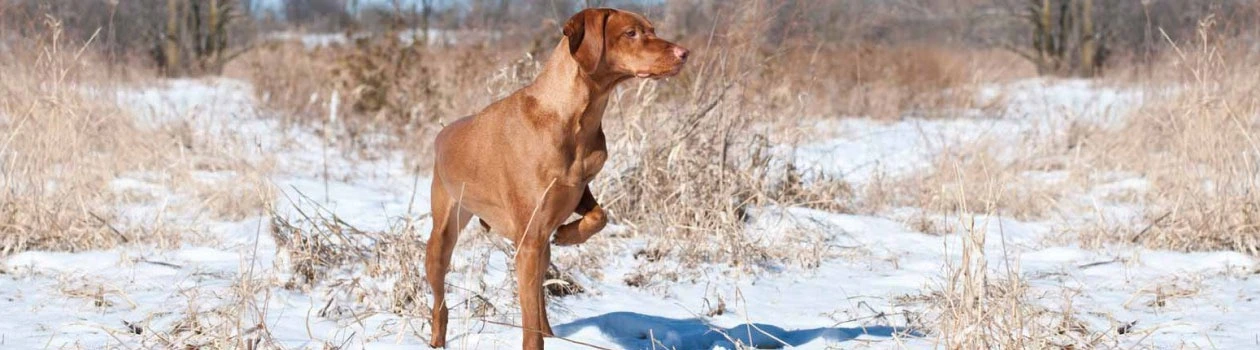 Kurzhaariger Vorstehhund steht aufmerksam in einem verschneiten Feld