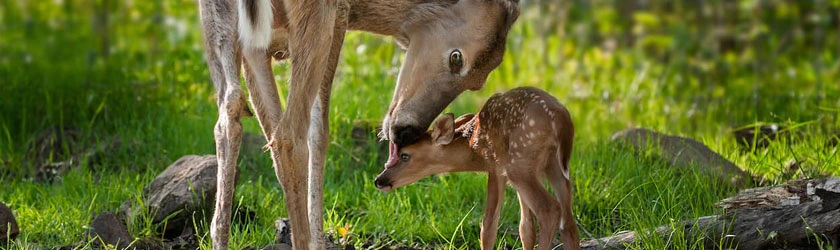 Ricke beäugt ihr Kitz auf einer Wiese
