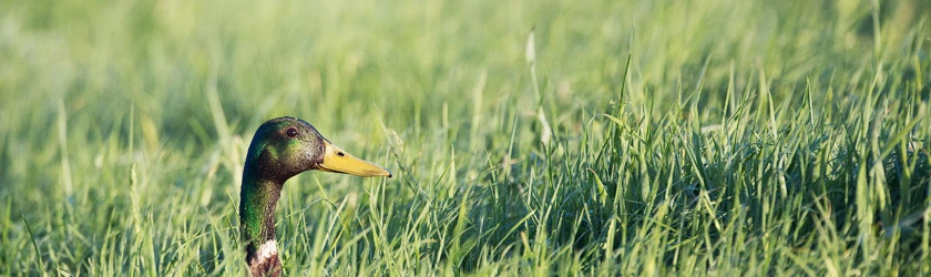 Stockente im hohen Gras am Gewässerrand