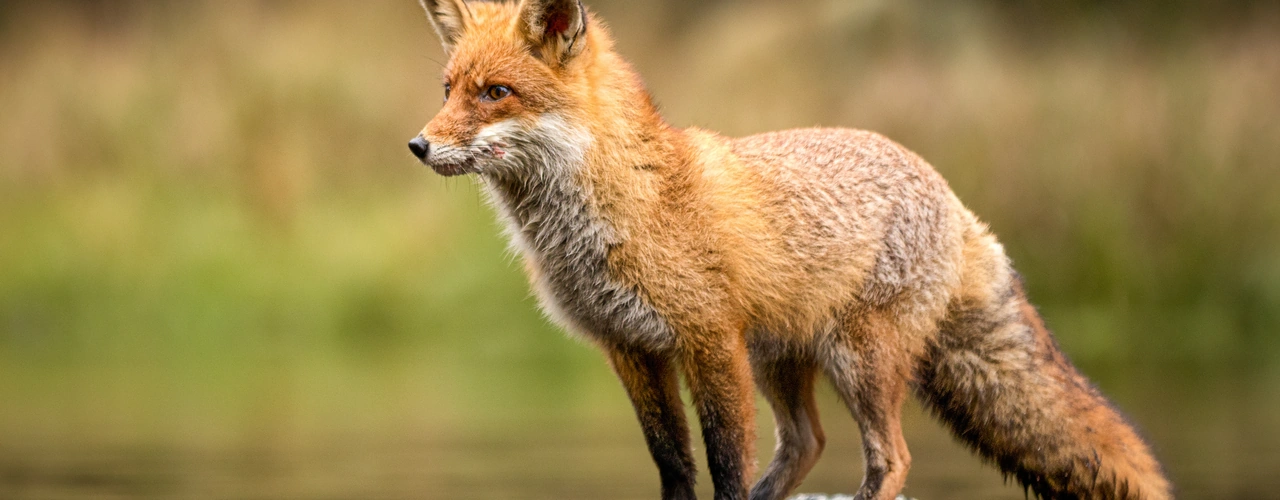 Rotfuchs steht am Ufer eines Gewässers und schaut zur Seite