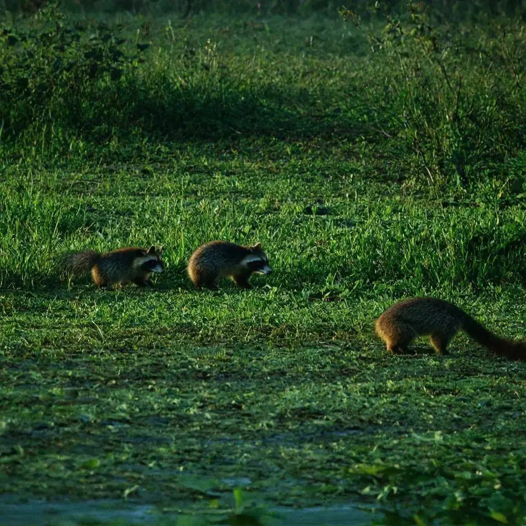 Waschbären am Rand eines flachen Gewässers