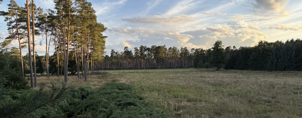 Weite Wildwiese am Rand eines Kiefernwaldes, die Stämme im Abendlicht