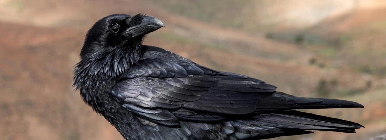 Rabenvogel im Profil auf einem Felsen