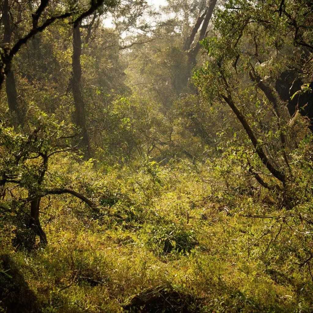 Lichter Laubwald mit dichtem Unterwuchs