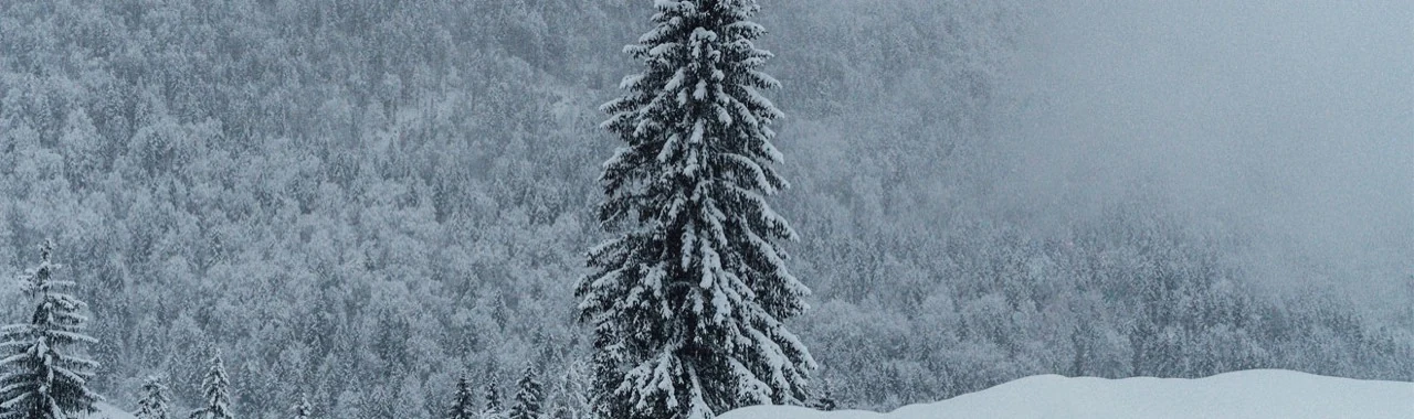 Verschneiter Nadelwald im Nebel