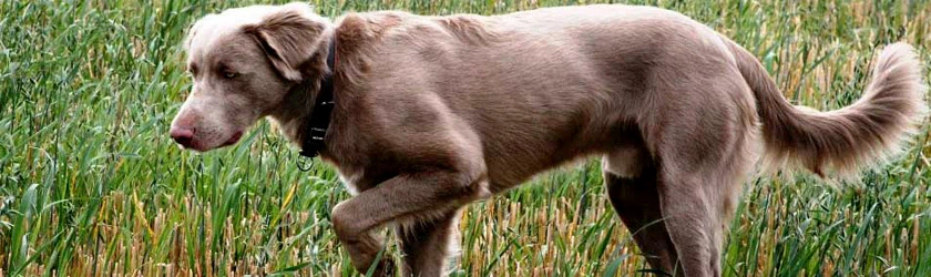 Langhaariger Vorstehhund sucht im hohen Gras