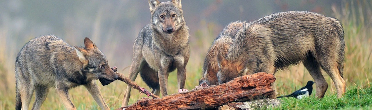 Drei Wölfe an einem Riss auf einer Wiese