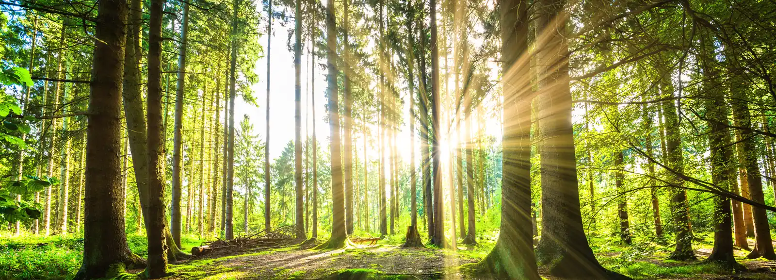 Sonnenstrahlen fallen durch einen Nadelwald