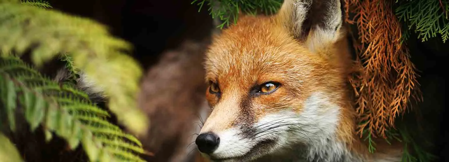 Rotfuchs zwischen Farnwedeln und Nadelzweigen