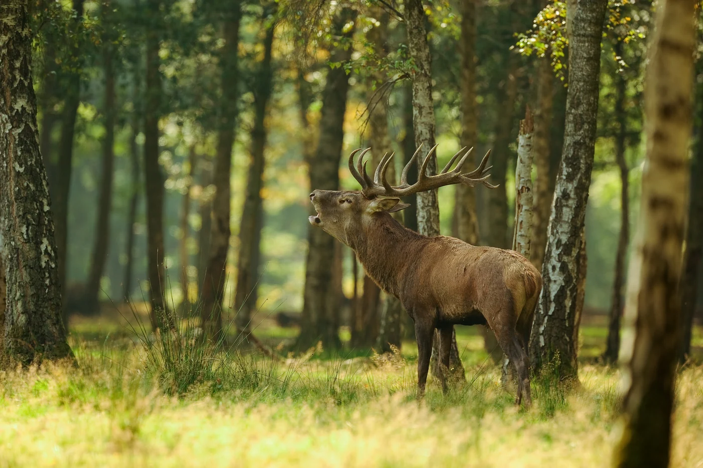 Röhrender Rothirsch steht in einem lichten Laubwald