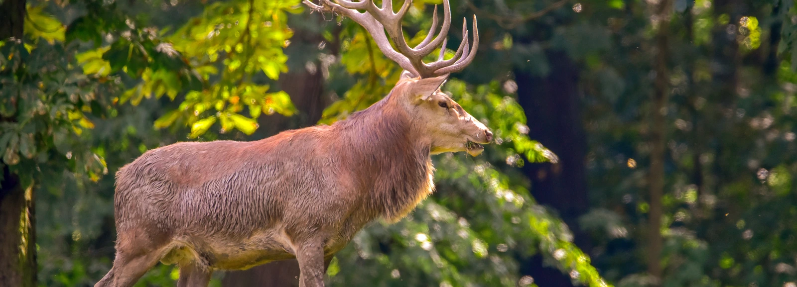 Rothirsch im sonnendurchfluteten Laubwald
