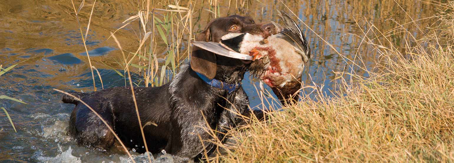 Drahthaariger Jagdhund apportiert eine Ente aus dem Wasser