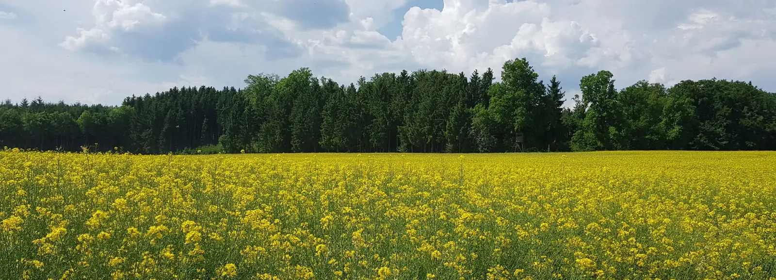 Rapsfeld vor einem Waldrand im Lehrrevier auf der Schwäbischen Alb