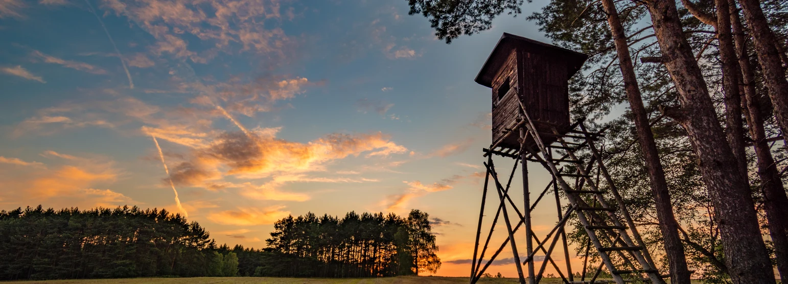 Hochsitz am Waldrand über einer Wiese im Morgenlicht
