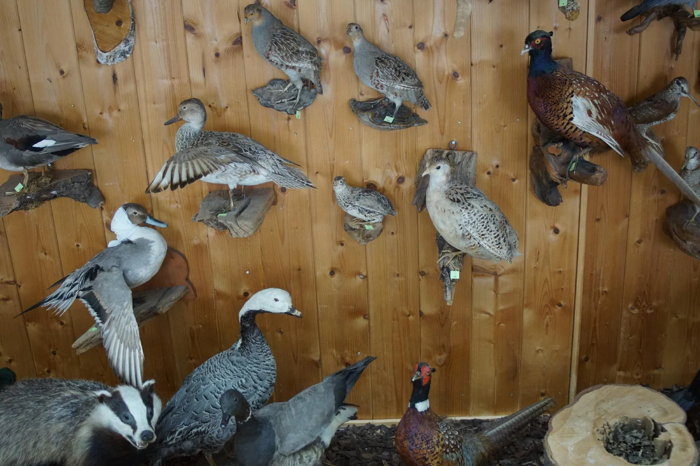 Präparatewand mit Fasan, Rebhühnern, Enten, Gänsen und einem Dachs an einer Holzwand