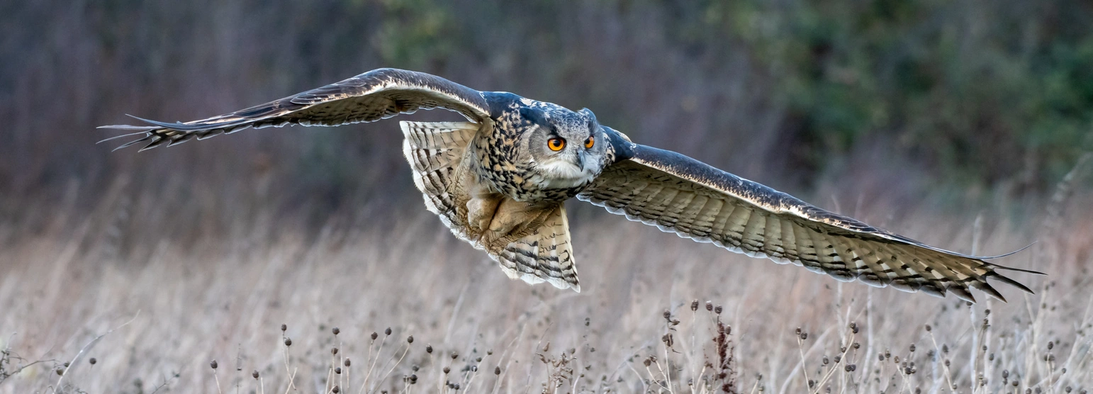 Uhu im Flug dicht über einer winterlichen Wiese