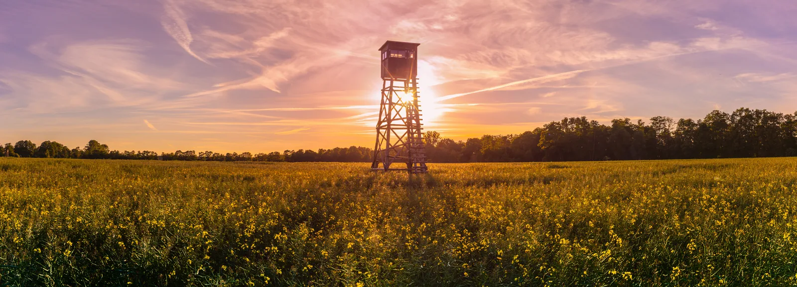 Hochsitz in einem blühenden Rapsfeld bei Sonnenuntergang