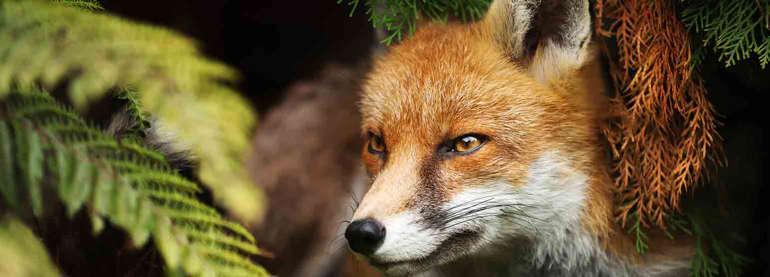 Fuchs im Farn am Waldrand