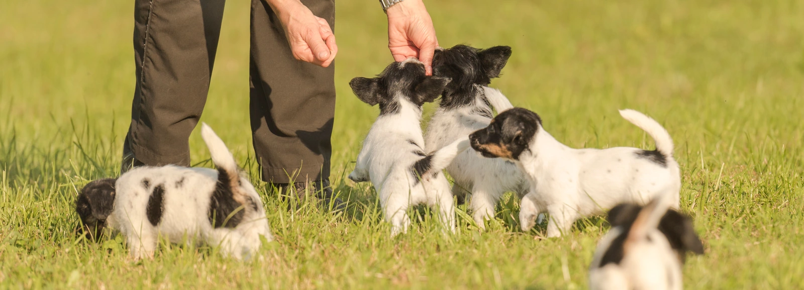 Fünf Jagdhundewelpen auf der Wiese, eine Hand lockt sie heran