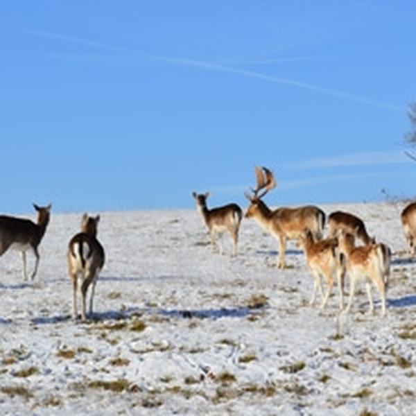 Damwild im Lehrrevier auf der Schwäbischen Alb