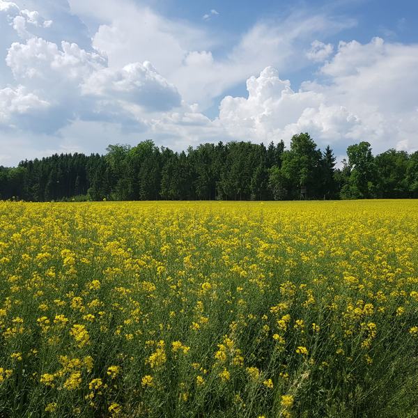 Kanzel am Rapsfeld im Lehrrevier
