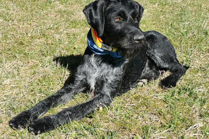 Schwarze Deutsch-Drahthaar-Hündin liegt ausgestreckt in der Sonne auf einer Wiese, um den Hals ein buntes Halstuch