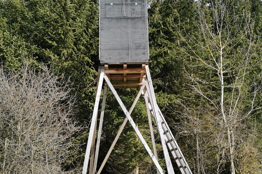 Hölzerner Hochsitz mit Leiter am Rand eines Nadelwaldes