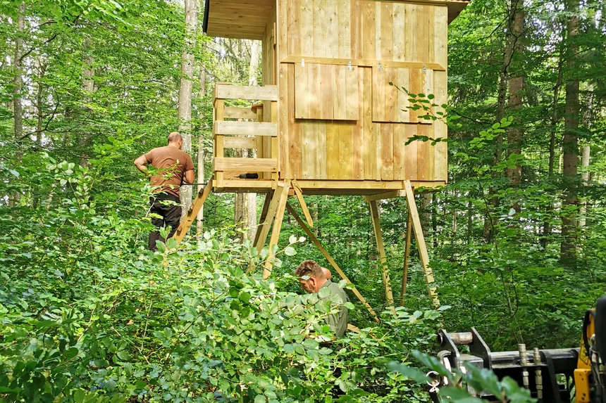 Neu gebaute Kanzel im grünen Buchenwald, ein Teilnehmer arbeitet an der Kanzeltür