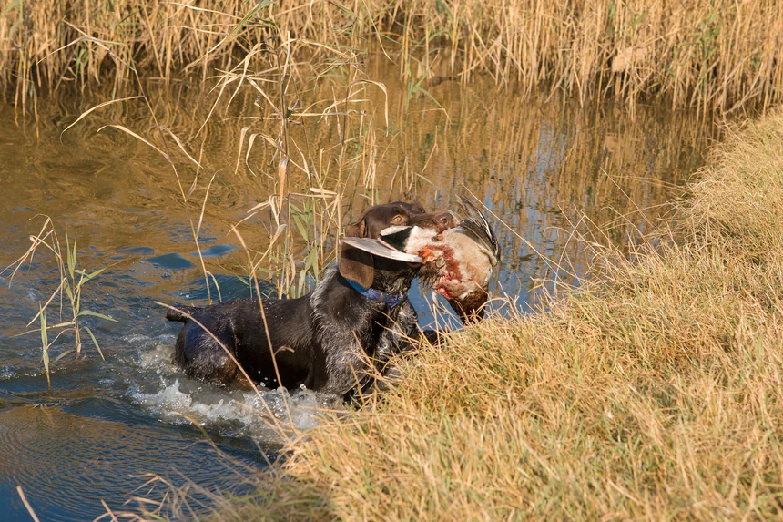 Jagdhund bringt eine Ente durch flaches Wasser ans Ufer