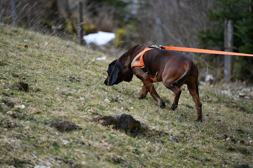 Jagdhund am Riemen mit der Nase am Boden auf einer Fährte
