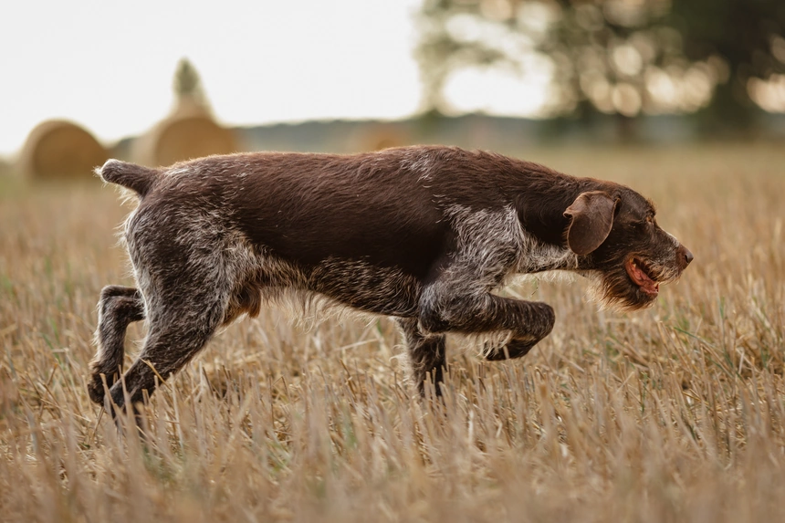 Drahthaariger Vorstehhund im vollen Lauf über ein abgeerntetes Feld