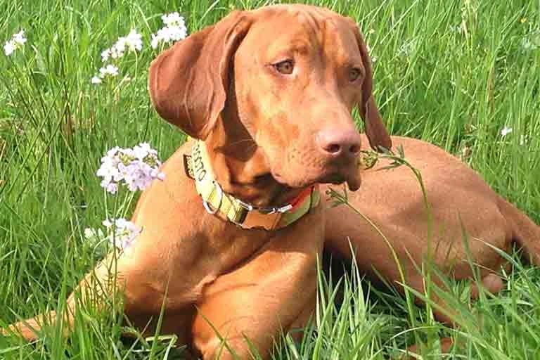 Magyar Vizsla liegt im hohen Gras zwischen blühendem Wiesenschaumkraut und schaut aufmerksam zur Seite