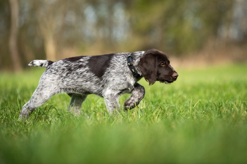 Drahthaariger Vorstehhund mit tiefer Nase über eine Wiese