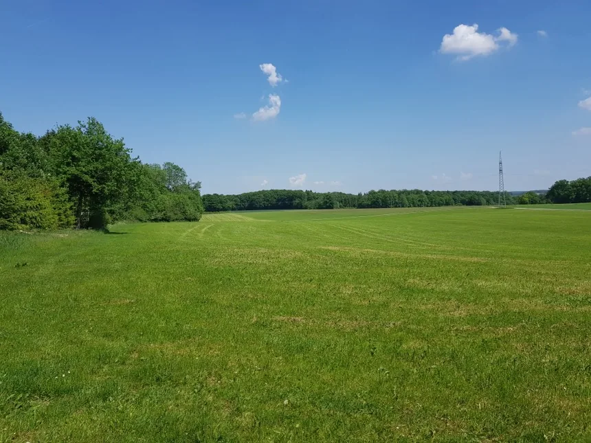 Weite Wiese mit Waldrand und Feldgehölz unter blauem Himmel auf der Schwäbischen Alb
