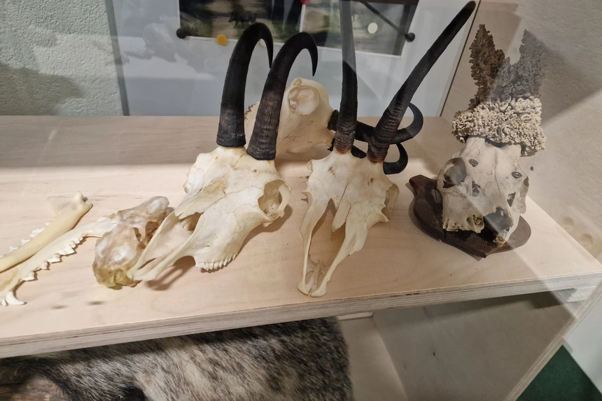 Gamsschädel mit gehakten Krucken und ein Rehbockschädel mit Perückengehörn auf einem Brett in der Lehrmittelvitrine, davor ein Unterkiefer