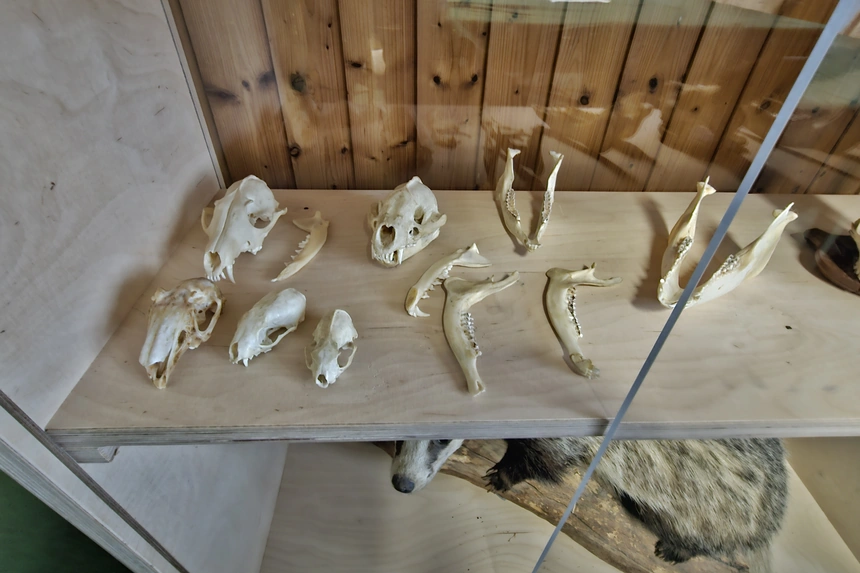 Mehrere Raubwildschädel und einzelne Unterkiefer nebeneinander auf einem Brett in der Vitrine, darunter ein präparierter Dachs