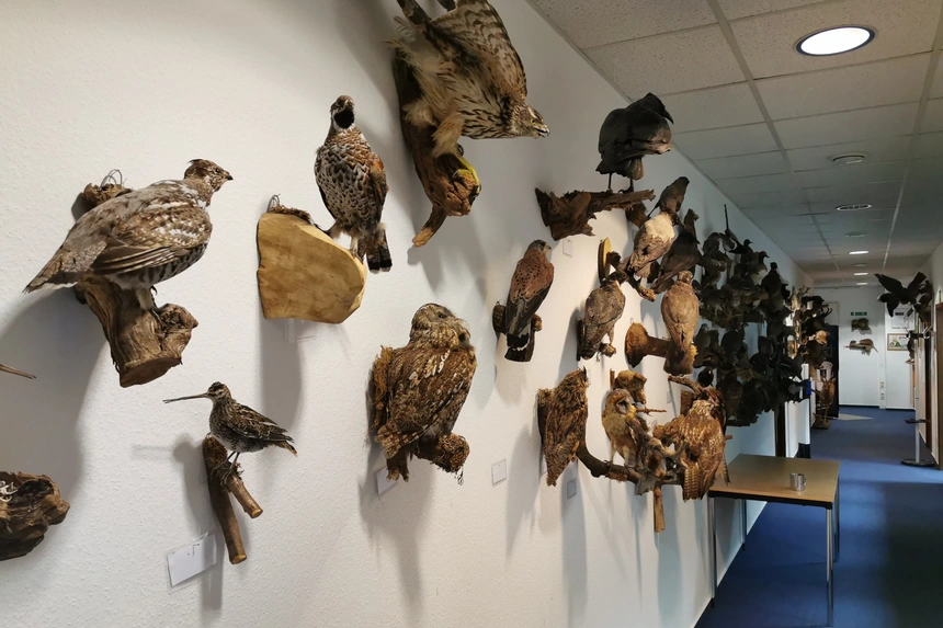 Präparatewand im Gang der Jagdschule: Waldschnepfe, Waldkauz, Turmfalke und ein Mäusebussard mit ausgebreiteten Schwingen auf Wurzelstücken; rechts läuft der Flur mit weiteren Präparaten in die Tiefe