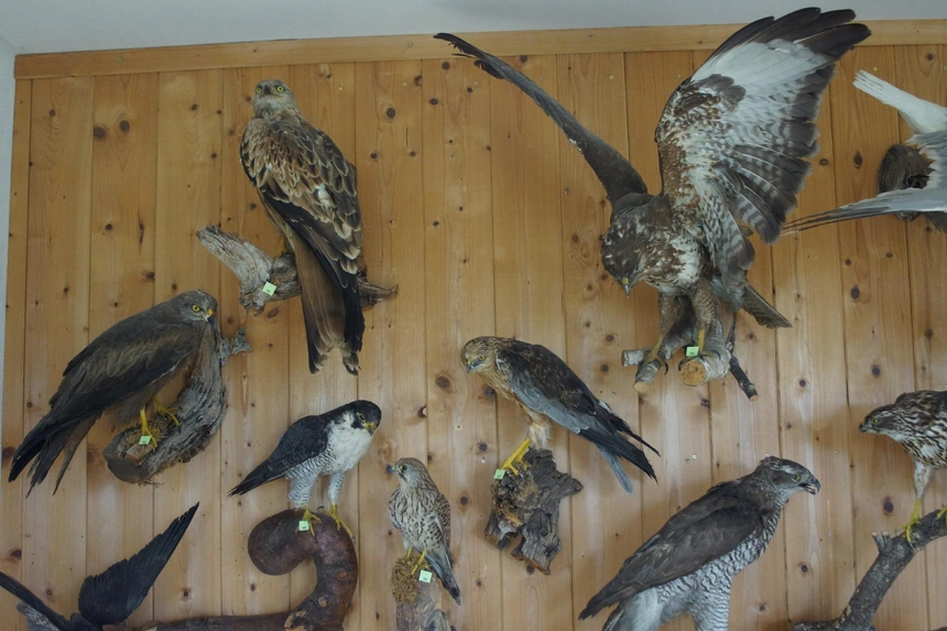 Greifvögel und Eulen als Präparate an einer Holzwand, darunter Bussarde und Falken