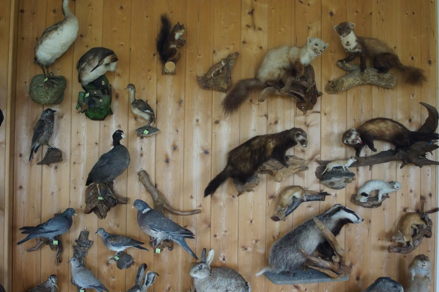 Haarwildpräparate an einer Holzwand, darunter Marder, Wiesel und Hasen