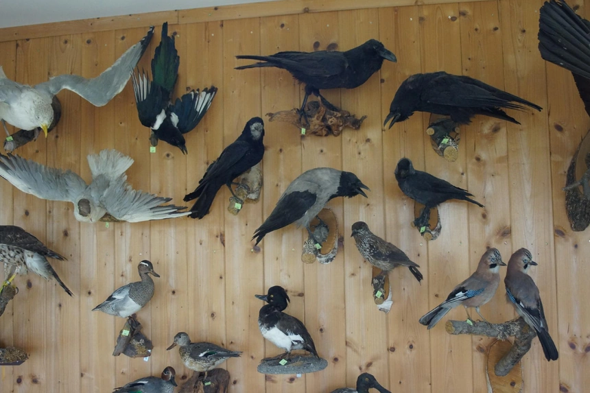 Präparate von Rabenkrähe, Elster, Eichelhäher, Dohle und Tauben an einer Holzwand