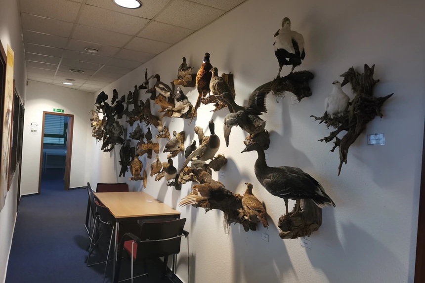 Gang der Jagdschule mit dicht belegter Präparatewand: Gänse, Enten, ein Fasan, Raufußhühner und Greifvögel auf Wurzelstücken, unter jedem Stück ein Namensschild; links ein Tisch mit Stühlen