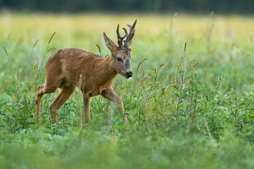 Reh steht am Rand einer grünen Wiese und äugt zur Seite