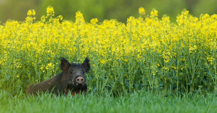 Wildschwein steht im Gras vor einem blühenden Rapsfeld