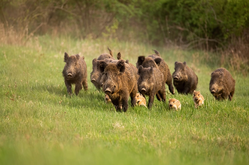 Rotte Schwarzwild mit mehreren Frischlingen wechselt über eine Wiese
