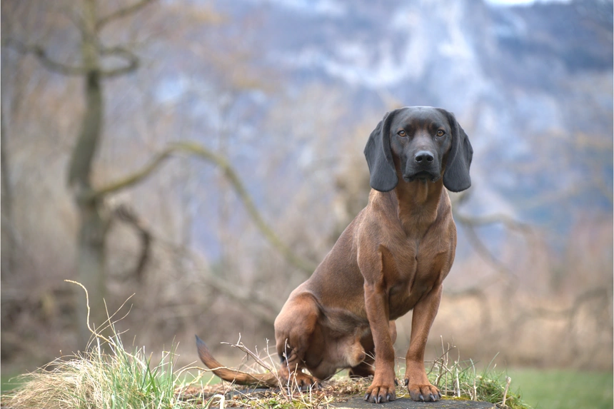 Bayerischer Gebirgsschweißhund sitzt aufmerksam im Gelände