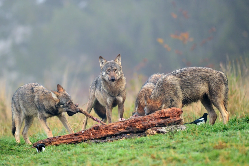Drei Wölfe stehen auf einer Wiese am Waldrand