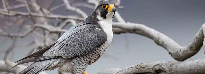 Wanderfalke auf einem Ast